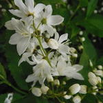 Deutzia scabra 'Plena' - Deutzia scabra 'Plena'