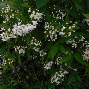 Deutzia scabra 'Plena'