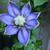 Clematis 'Blue Light'