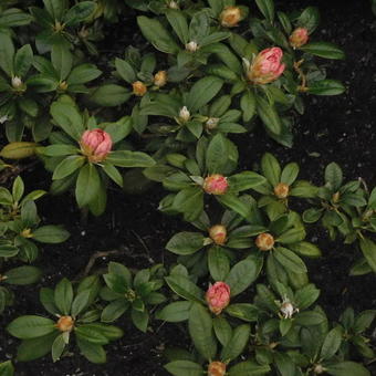 Rhododendron yakushimanum 'Dusty Miller'