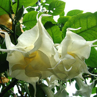 Brugmansia 'Friemersheim'