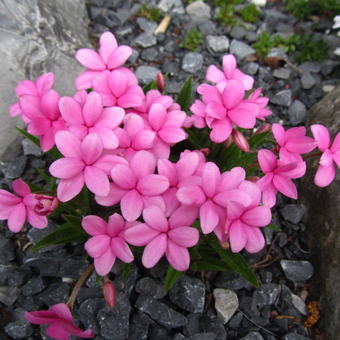 Rhodohypoxis baurii 'Fred Broome'