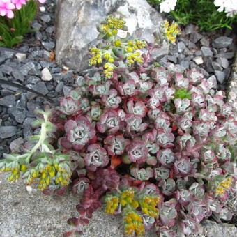 Sedum spathulifolium 'Purpureum'