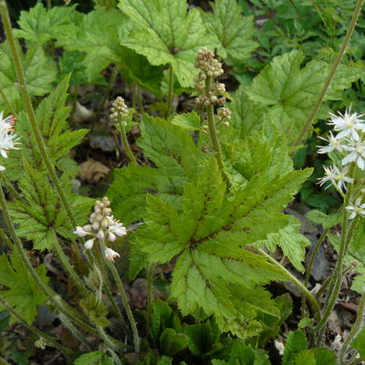 Tiarella cordifolia 'Running Tiger' - Tiarella cordifolia 'Running Tiger'