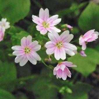 Claytonia sibirica