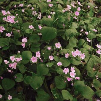 Claytonia sibirica