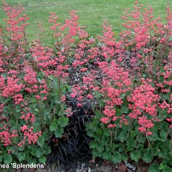 Heuchera sanguinea 'Splendens'