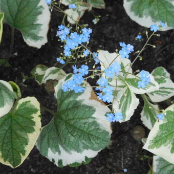 Brunnera macrophylla 'Dawson's White'