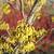 Hamamelis