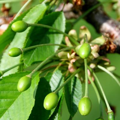 Prunus avium 'Hedelfinger Riesenkirsche'