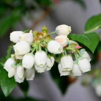 Vaccinium corymbosum 'Bluecrop'