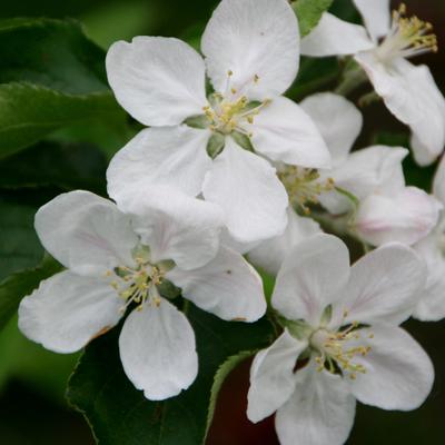 Malus domestica 'Jonagold' - Malus domestica 'Jonagold'