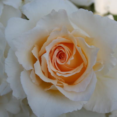 Rosa 'Poustinia' - 