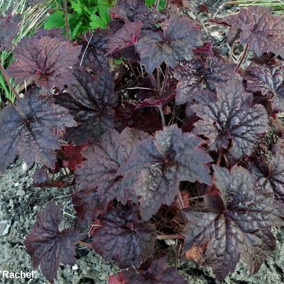 Heuchera 'Rachel' - Heuchera 'Rachel'