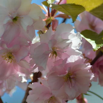 Prunus serrulata 'Kanzan'