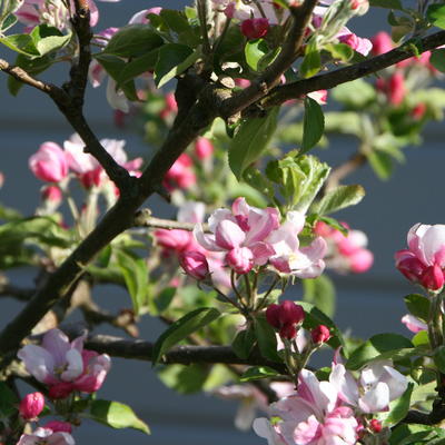 Malus domestica 'Pinova' - 