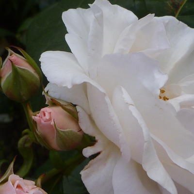 Rosa 'Maria Mathilda' - 