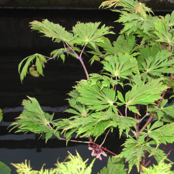 Acer japonicum 'Aconitifolium'