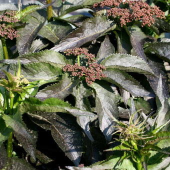 Sambucus nigra 'Black Tower'