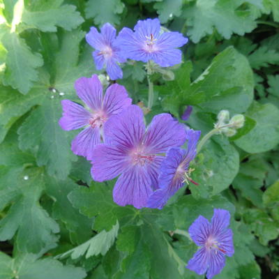 Geranium 'Sabani Blue'       - 