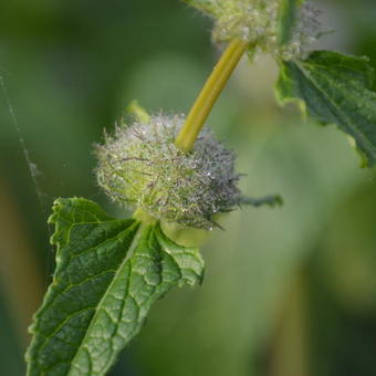 Phlomis tuberosa 'Amazone'