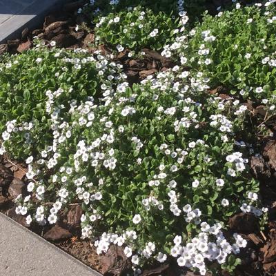 Gypsophila cerastioides