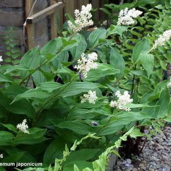 Maianthemum japonicum