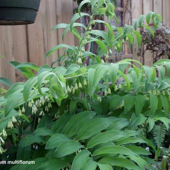 Polygonatum multiflorum