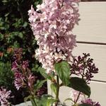 Syringa villosa - Zottiger Flieder