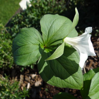 Trille blanc - Trillium grandiflorum