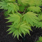 Acer shirasawanum 'Jordan' - 