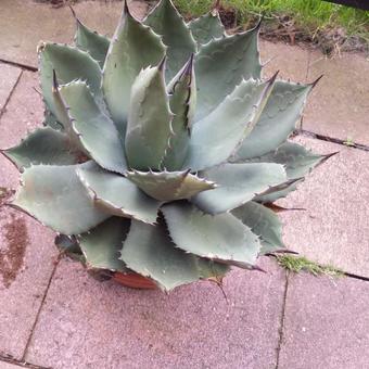 Agave parryi