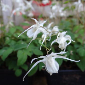 Epimedium grandiflorum 'Akebono'