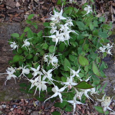 Epimedium grandiflorum 'Akebono'