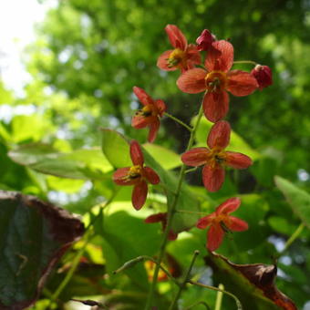 Epimedium warleyense