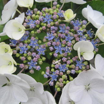 Hydrangea macrophylla 'Elster'