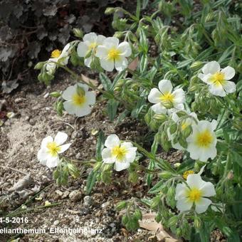 Helianthemum 'Elfenbeinglanz'