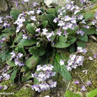 Haberlea rhodopensis