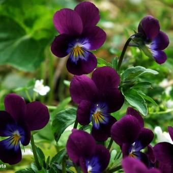 Viola cornuta