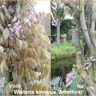 Wisteria sinensis 'Amethyst'