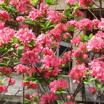 Rhododendron  'Homebush'