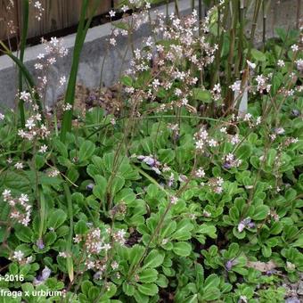 Saxifraga x urbium