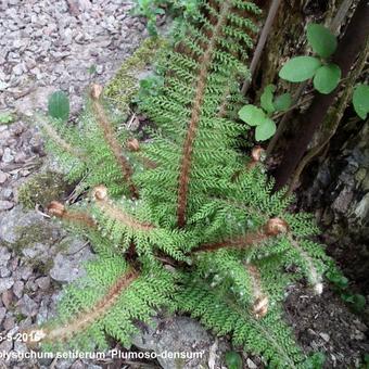 Polystichum setiferum 'Plumoso-densum'