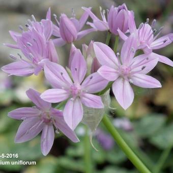 Allium uniflorum