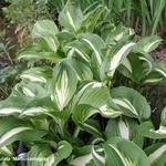 Hosta 'Undulata Mediovariegata' - Hosta 'Undulata Mediovariegata'