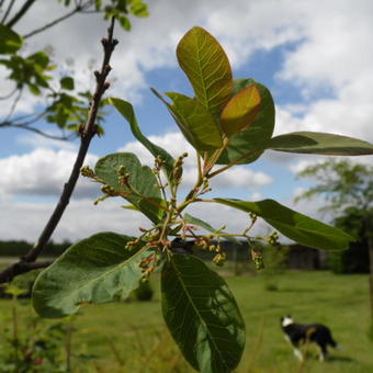 Cotinus coggygria