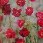 Helianthemum 'Cerise Queen' - 