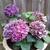 Hydrangea macrophylla 'Deep Purple'