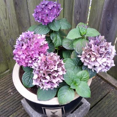 Hydrangea macrophylla 'Deep Purple' - 