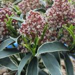 Skimmia japonica 'Mystic Marlot' - 